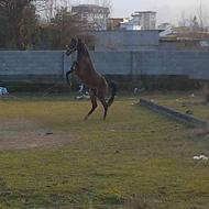 اسب ترکمن نر
