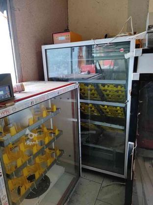 دستگاه جوجه کشی در گروه خرید و فروش صنعتی، اداری و تجاری در البرز در شیپور-عکس1