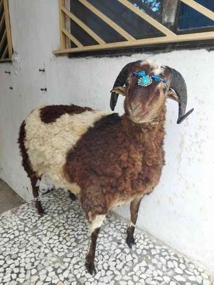 گوسفند خشک شده تزئینی‌ در گروه خرید و فروش ورزش فرهنگ فراغت در مازندران در شیپور-عکس1