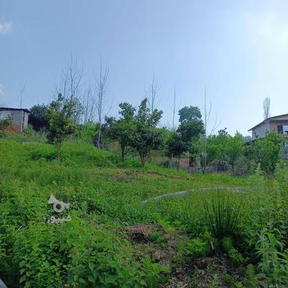 فروش زمین جهت سرمایه گذاری و ویلای سوییسی در گروه خرید و فروش املاک در مازندران در شیپور-عکس1