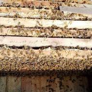 زنبور عسل کلنی کندو