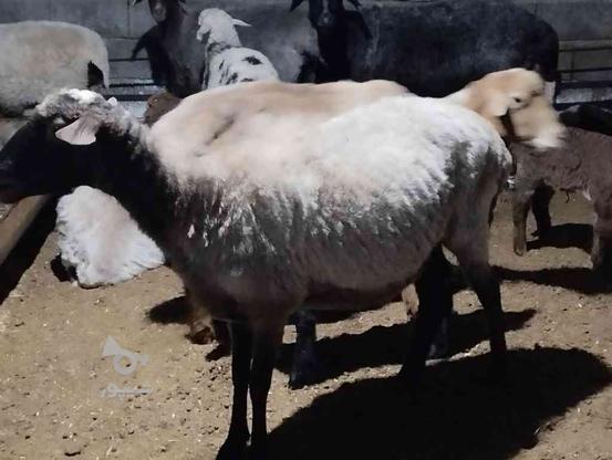 گوسفند آبستن داشتی در گروه خرید و فروش ورزش فرهنگ فراغت در مازندران در شیپور-عکس1