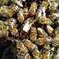 کندو زنبور عسل از نژاد کارنیکا