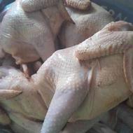 مرغ محلی اردک محلی و جوجه خروس