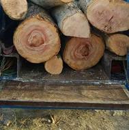 خرید چوب وحرص درختان در تمام نقاط هشتگرد ونظراباد