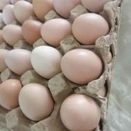 تخم مرغ محلی ارگانیک