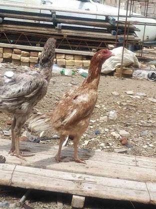 مرغ اوشامو در گروه خرید و فروش ورزش فرهنگ فراغت در سیستان و بلوچستان در شیپور-عکس1