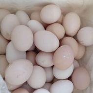 فروش تخم مرغ محلی ارگانیک نطفه دار