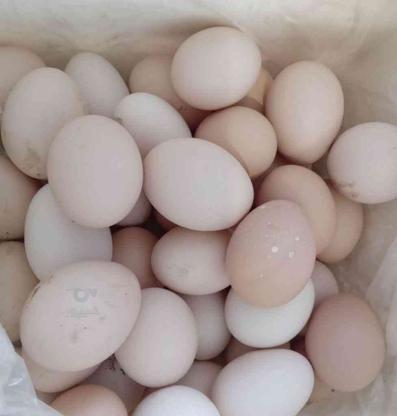 فروش تخم مرغ محلی ارگانیک نطفه دار در گروه خرید و فروش خدمات و کسب و کار در مازندران در شیپور-عکس1