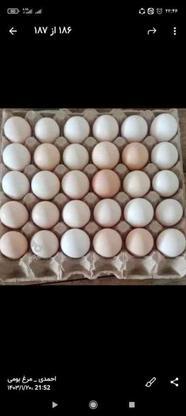 فروش تخم مرغ محلی نطفه دار به تعداد زیاد و همچنین خوراکی در گروه خرید و فروش خدمات و کسب و کار در مازندران در شیپور-عکس1