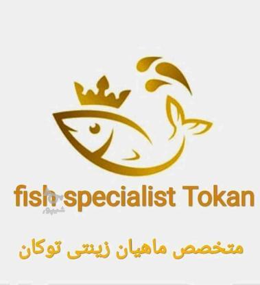 متخصص و کارشناس ماهیان Tokan در گروه خرید و فروش خدمات و کسب و کار در آذربایجان غربی در شیپور-عکس1