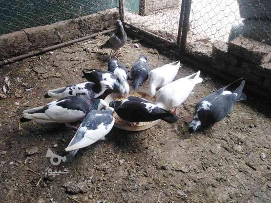 چند عدد کبوتر در گروه خرید و فروش ورزش فرهنگ فراغت در مازندران در شیپور-عکس1