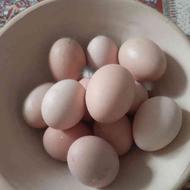 تخم مرغ محلی تازه