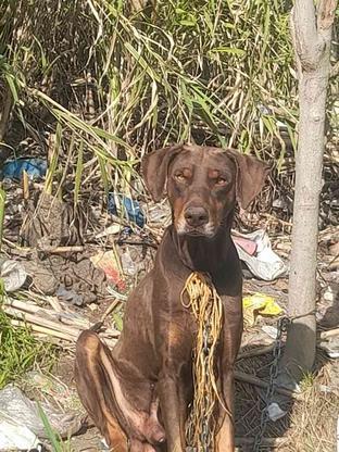 واگذاری سگ شکاری در گروه خرید و فروش ورزش فرهنگ فراغت در گلستان در شیپور-عکس1