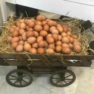 خریدار تخم مرغ محلی