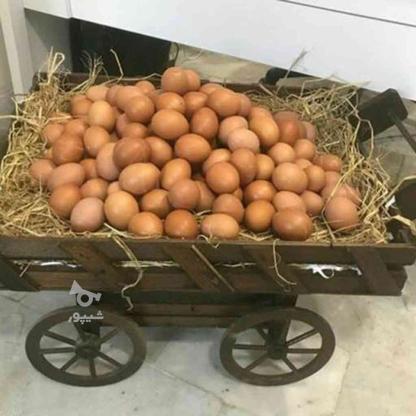 خریدار تخم مرغ محلی در گروه خرید و فروش خدمات و کسب و کار در مازندران در شیپور-عکس1