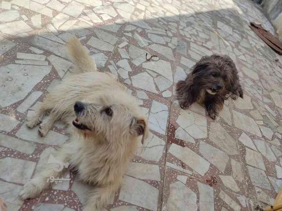 به علت نداشتن جا و تغییر مکان هردوتا سگ باهم واگذاری در گروه خرید و فروش ورزش فرهنگ فراغت در مازندران در شیپور-عکس1