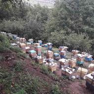 به تعداد 30 عدد کلنی زنبور عسل به فروش میرسد  