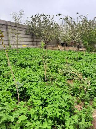 پلاک آماده ساخت خونه باغ در گروه خرید و فروش املاک در اصفهان در شیپور-عکس1