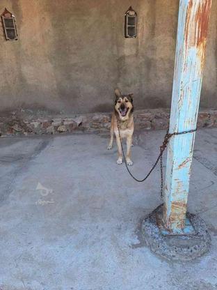 سگ نگهبان بسیار درشت نگهبان واگذاری در گروه خرید و فروش ورزش فرهنگ فراغت در آذربایجان شرقی در شیپور-عکس1