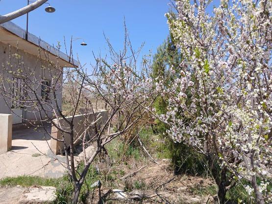 باغ دارای خانه باغ استخر بهر جاده مناسب سرمایه گذاری در گروه خرید و فروش املاک در زنجان در شیپور-عکس1