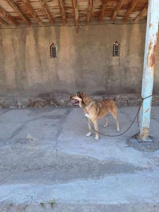 سگ نگهبان بسیار باهوش واگذاری در گروه خرید و فروش ورزش فرهنگ فراغت در آذربایجان شرقی در شیپور-عکس1