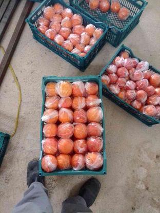 پرتقال تامسون و خونی با نرخ عمده در گروه خرید و فروش خدمات و کسب و کار در کرمانشاه در شیپور-عکس1