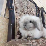 خرگوش لوپ نر اوکراینی اصل