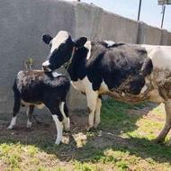 گاو شیری با گوساله