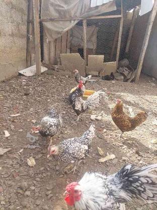 تخم مرغ سپرایت در گروه خرید و فروش ورزش فرهنگ فراغت در مازندران در شیپور-عکس1