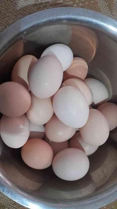 تخم مرغ نطفه دار در گروه خرید و فروش ورزش فرهنگ فراغت در همدان در شیپور-عکس1