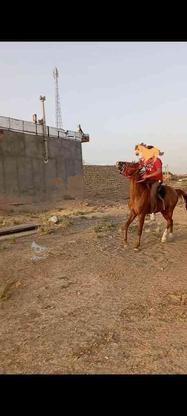 اسب‌ کرد‌ آرام در گروه خرید و فروش ورزش فرهنگ فراغت در قزوین در شیپور-عکس1