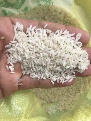 برنج طارم هاشمی شمال باران در گروه خرید و فروش خدمات و کسب و کار در خراسان رضوی در شیپور-عکس1