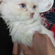 گربه پرشین هیمالین سفید طلایی کمیاب