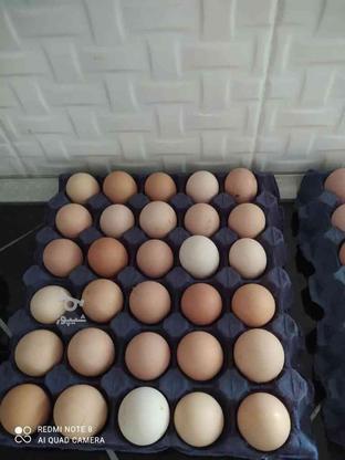 تخم مرغ نطفه دار محلی و گلپایگان در گروه خرید و فروش ورزش فرهنگ فراغت در مازندران در شیپور-عکس1