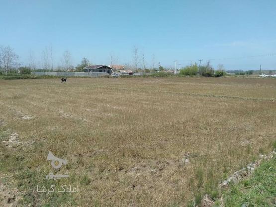 فروش زمین کشاورزی 12000 متر در سیاه اسطلخ در گروه خرید و فروش املاک در گیلان در شیپور-عکس1