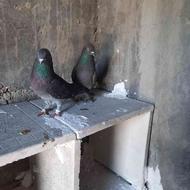 کبوتر ترکیه سیاه و ابلاغ