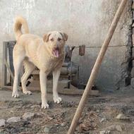 سگ عراقی نر 11ماهه واگذاری