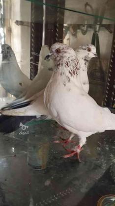 کبوتر عالی در گروه خرید و فروش ورزش فرهنگ فراغت در گلستان در شیپور-عکس1