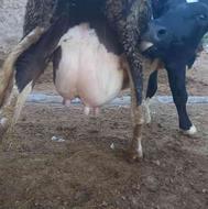 سه راس گاو با گوساله و گاو ابستن شیر 35 کیلو