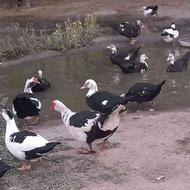 20 عدد اردک روسی ماده و نر
