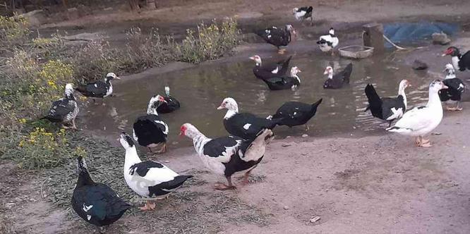20 عدد اردک روسی ماده و نر در گروه خرید و فروش ورزش فرهنگ فراغت در مازندران در شیپور-عکس1