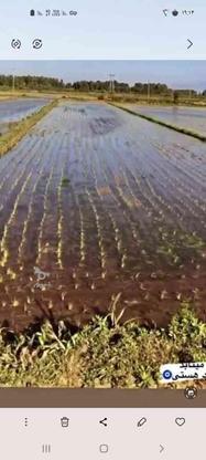 معاوضه 1055متر زمین کشاورزی با پاترول تا 320 میلیون در گروه خرید و فروش وسایل نقلیه در گیلان در شیپور-عکس1