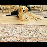سگ گمشده در خیام تبریز