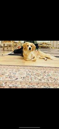 سگ گمشده در خیام تبریز در گروه خرید و فروش خدمات و کسب و کار در آذربایجان شرقی در شیپور-عکس1