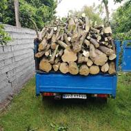 قطع درختان و خرید انواع چوب