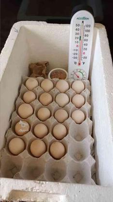 فروش تخم مرغ نطفه دار لاری و سیاه مرندی در گروه خرید و فروش ورزش فرهنگ فراغت در اردبیل در شیپور-عکس1