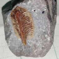 فسیل زنده یا تریلوبیت(Trilobite)که حدودا252الی521میلیون سال