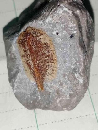 فسیل زنده یا تریلوبیت(Trilobite)که حدودا252الی521میلیون سال در گروه خرید و فروش لوازم شخصی در قزوین در شیپور-عکس1