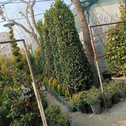 باغبانی جنت آباد سعادت آباد ونک پونک میرداماد پاسداران در گروه خرید و فروش خدمات و کسب و کار در تهران در شیپور-عکس1
